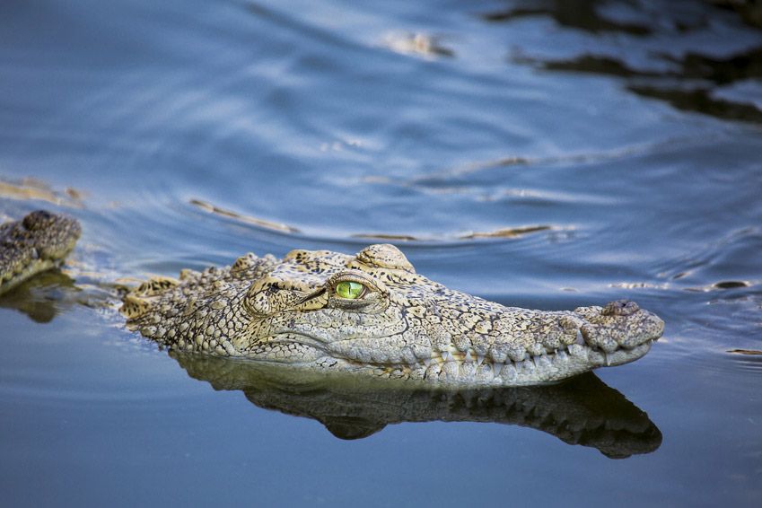 Krokodil-Artenschutz